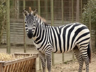 Siyah-beyaz çizgili zebra