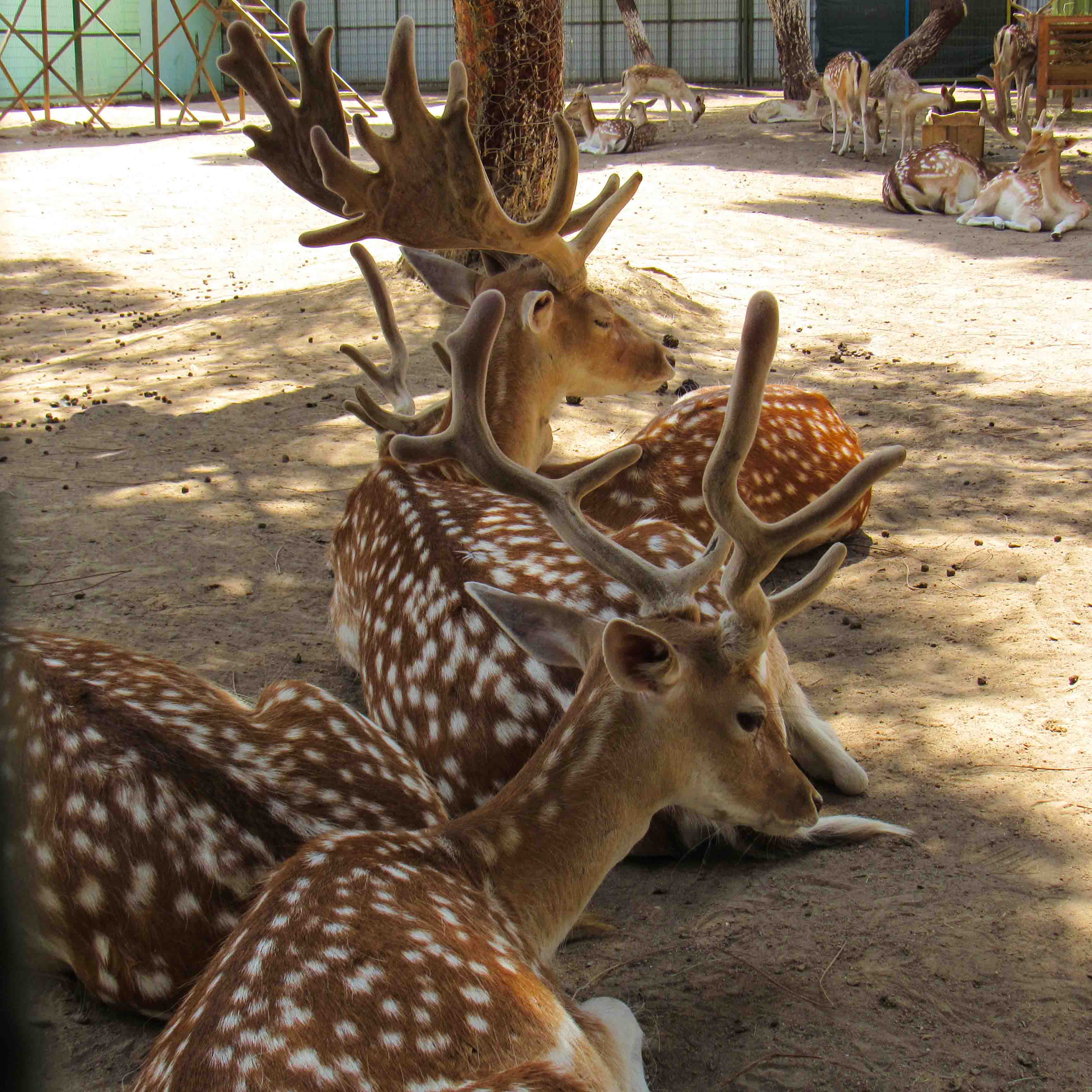 Çocuk ve lama - Antikköy hayvanat bahçesi