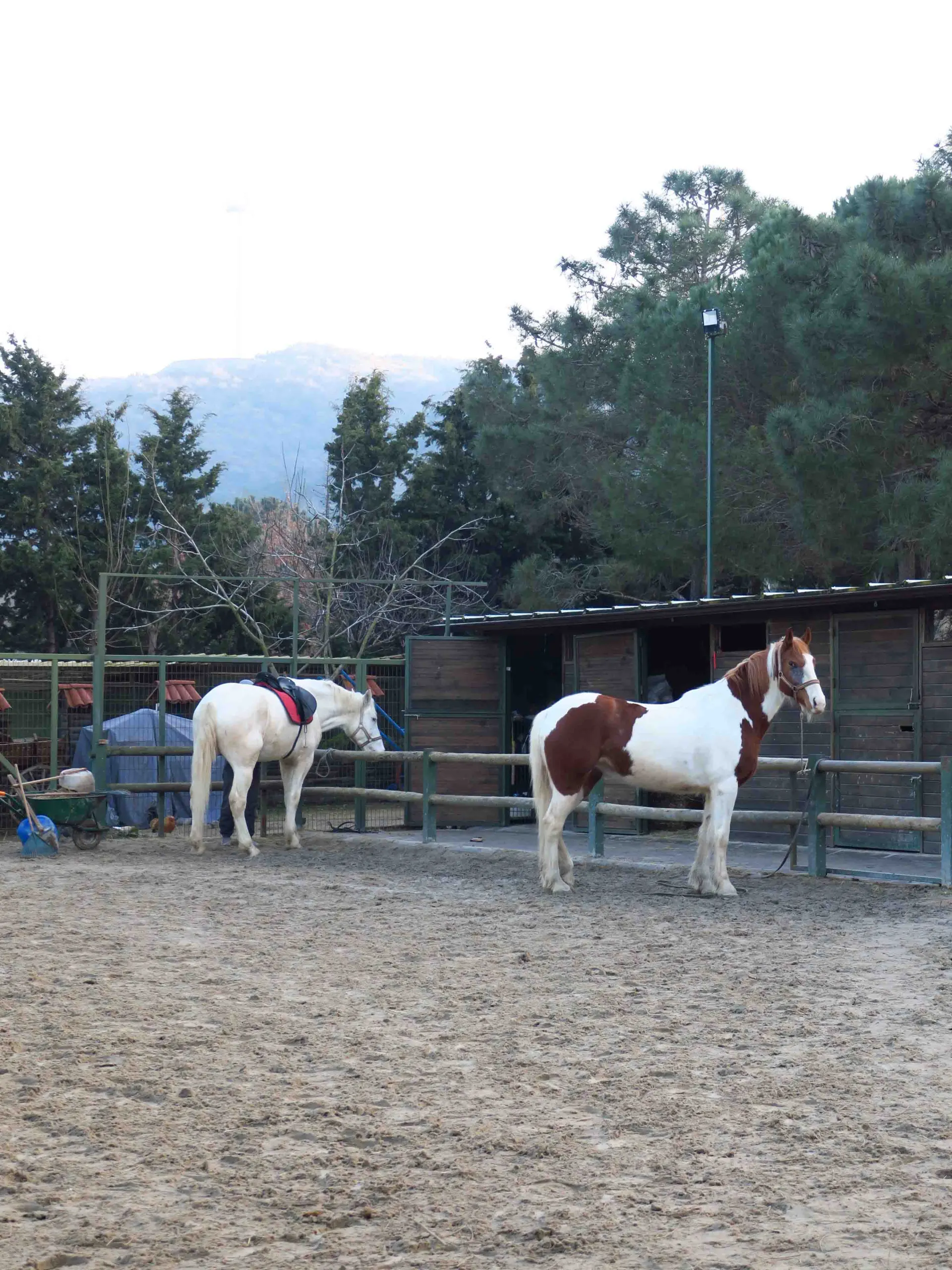 At binme ve doğa aktiviteleri