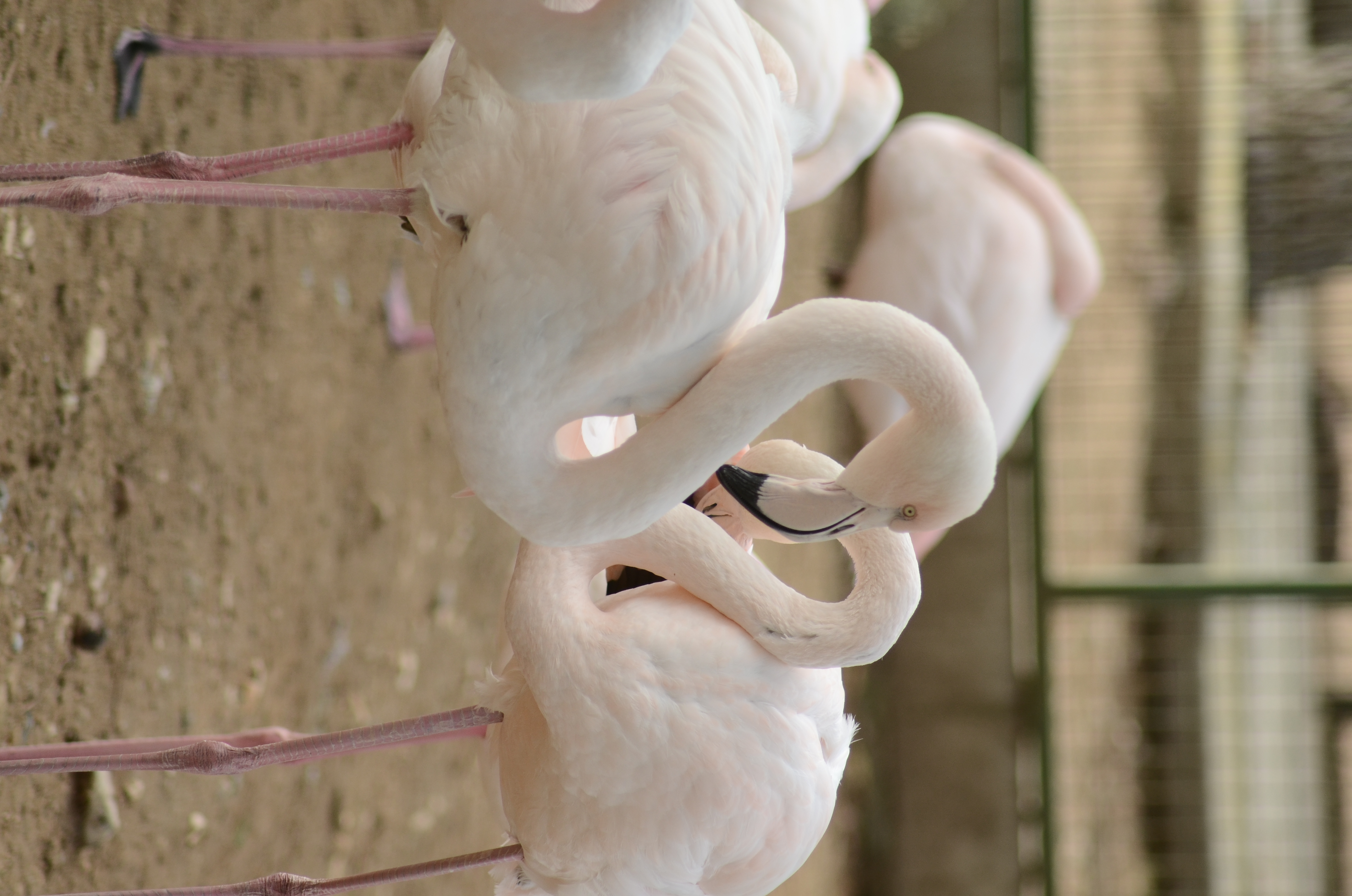 Antikköy hayvanat bahçesi