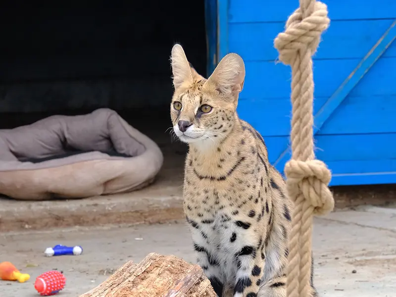 Antikköy Hayvanat Bahçesi - Serval