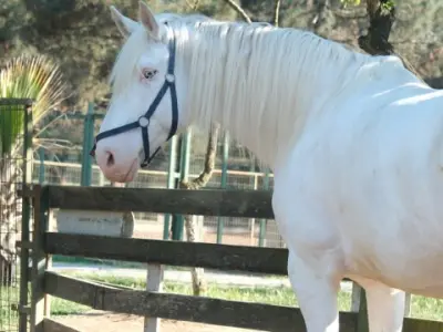 Antikköy'de ata binme aktivitesi